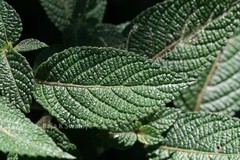 Vernonia peninsularis var. peninsularis